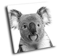 A311 Koala Bear Black White Square Animal Canvas Picture Prints Large Wall Art