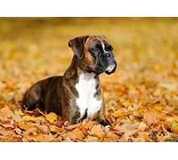 A4| Beautiful Boxer Dog Poster Size A4 Puppy Pet Animal Poster #16251