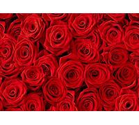 A4| Beautiful Red Roses Poster Size A4 Rose Flower Love Girlfriend #13102