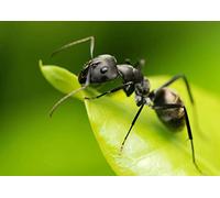A4| Black Ant Poster Print Size A4 Insect Bug Art Poster #8891