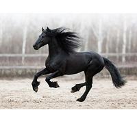 A4| Black Friesian Horse Poster Size A4 Stallion Animal Poster #12540