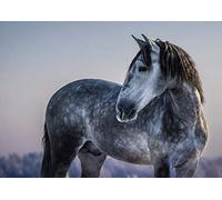 A4| Grey Andalusian Horse Poster Size A4 Spain Pony Animal Poster #12472