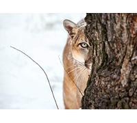 A4| Mountain Lion Cougar Poster Size A4 Big Cat Wild Animal Poster #12511