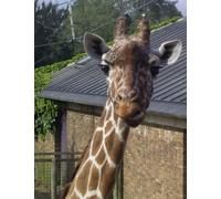 A4 Note Book - Gerald The Giraffe: Fully lined Note Book