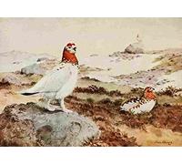 A4 Photo Brooks Bird Lore 1922 Willow Ptarmigan Print Poster