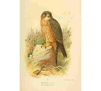A4 Photo Thorburn Archibald 1885 Merlin Print Poster