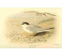 A4 Photo Thorburn Archibald 1885 Tern Little Print Poster
