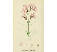 A4 Print Sowerby James 1757 1822 English Botany 1863 Ragged Robin
