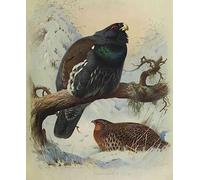A4 Print Thorburn Archibald 1860 1935 British Birds 1915 Capercaillie