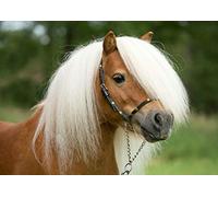 A4| Shetland Pony Stallion Poster Size A4 Horse Equestrian Poster #15673