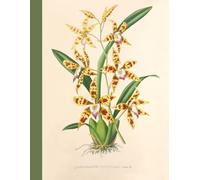 A4 Vintage Botanical Illustration Notebook College Ruled: 8.5" x 11", 100 pages, Beautiful Floral Aesthetic, great gift idea for school and office