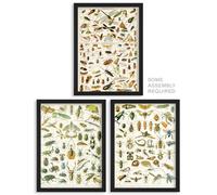 Artery8 Millot Insects Wall Art - Set of 3 A4 Sized Art with Black Frames - Bugs And Beetles Retro Vintage Study Office Aesthetic