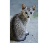 A5 Notebook with a Silver Egyptian Mau Kitten Photo on its Cover: Cat Themed, Classic Lined Paperback journal for Office, Home, School, Business, Writing and Note Taking