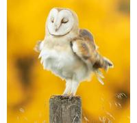 Abacus Cards | 6 Pack | Barn Owl Greeting Card | British Wildlife Notecard | FSC Eco-Friendly | Blank Inside | Ideal for Bird & Nature Lovers