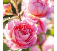 Abacus Cards | 6 Pack | English Shrub Rose Notecard Pack | Botanical Floral Cards | Garden Lovers Stationery | Recyclable Wallet | FSC Eco-Friendly