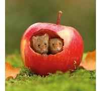 Abacus Cards | 6 Pack | Harvest Mice Greeting Card | British Wildlife Notecard | Blank Inside | FSC Eco-Friendly Countryside Stationery