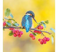 Abacus Cards | 6 Pack | Kingfisher on Crab Apple Branch Greeting Card | British Bird Notecard | Eco-Friendly | Blank Inside | For Birdwatchers & Nature Lovers