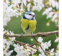Abacus Cards Birthday/Blank Card for Men/Women - General Male/Female Card - Blue Tit in Blossom - Eco-Friendly and Recyclable