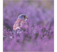 Abacus Cards Birthday/Blank Card for Men/Women - General Male/Female Card - Common Kestrel in Heather - Eco-Friendly and Recyclable