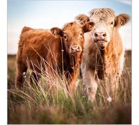 Abacus Cards Birthday/Blank Card for Men/Women - General Male/Female Card - Highland Cow and Calf - Eco-Friendly and Recyclable