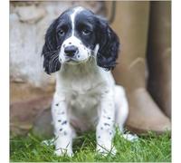 Abacus Cards Birthday/Blank Card for Men/Women - General Male/Female Card - Springer Spaniel Puppy - Eco-Friendly and Recyclable