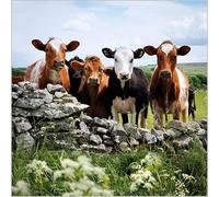 Abacus Cards Birthday/Blank Greeting Card - BBC Countryfile Blank Card for Men/Women with Derbyshire Cattle Design - General Card Suitable for Any Occasion