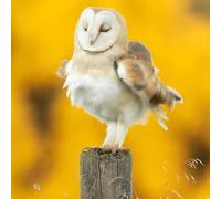 Abacus Cards Birthday/Blank Greeting Card - BBC Springwatch Blank Card for Men/Women with Barn Owl Design - General Card Suitable for Any Occasion