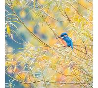 Abacus Cards Birthday/Blank Greeting Card - BBC Springwatch Blank Card for Men/Women with Kingfisher Design - General Card Suitable for Any Occasion