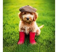 Abacus Cards Birthday or All-Occasion Card - Cute Cockapoo Dog in Wellies Design - Blank Inside - For Him, Her, Kids, Teens, or Adults - Animal Greeting Card