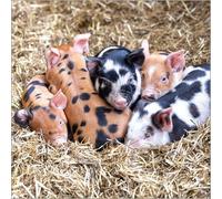Abacus Cards Blank Card for Men or Women - Cute Piglets Design - Premium Greeting Card with Envelope - Suitable for Birthdays & Other Occasions - Eco-Friendly & Recyclable