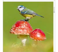 Abacus Cards - Blue Tit Greeting Card from the Nature Tales range, Blank Inside