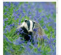 Abacus Cards - European Badger Greeting Card from the Nature Tales range, Blank Inside