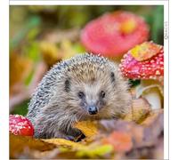Abacus Cards - European Hedgehog Greeting Card from the Nature Tales range, Blank Inside
