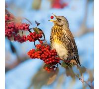 Abacus Cards - Fieldfare Thrush Bird, Blank Greetings Card, from the Nature Tales range