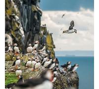 Abacus Cards General Male/Female Blank/Birthday Card - Atlantic Puffins - Eco-Friendly & Recyclable - From the BBC Springwatch Range