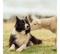 Abacus Cards General Male/Female Blank/Birthday Card - 'Border Collie & Lamb' - Eco-Friendly & Recyclable - From the BBC Countryfile Range