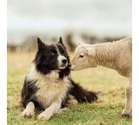 Abacus Cards General Male/Female Blank/Birthday Card - 'Border Collie & Lamb' - Eco-Friendly & Recyclable - From the BBC Countryfile Range
