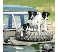 Abacus Cards General Male/Female Blank/Birthday Card - 'Border Collie Puppies' - Eco-Friendly & Recyclable - From the BBC Countryfile Range