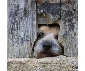 Abacus Cards General Male/Female Blank/Birthday Card - 'Border Terrier Dog' - Eco-Friendly & Recyclable - From the BBC Countryfile Range