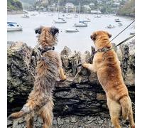 Abacus Cards General Male/Female Open Birthday/Blank Card - 'Border Terriers, South Devon' - Eco-Friendly and Recyclable - From the BBC Countryfile Range