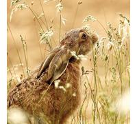 Abacus Cards General Male/Female Blank/Birthday Card - Brown Hare & Crops - Eco-Friendly & Recyclable - From the BBC Springwatch Range