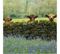 Abacus Cards General Male/Female Blank/Birthday Card - Cattle & Bluebells - Eco-Friendly & Recyclable - From the BBC Countryfile Range