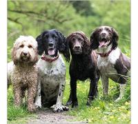 Abacus Cards General Male/Female Blank/Birthday Card - 'Cockapoo & Spaniels' - Eco-Friendly & Recyclable - From the BBC Countryfile Range