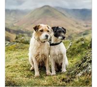 Abacus Cards General Male/Female Blank/Birthday Card - 'Jack Russell Terriers' - Eco-Friendly & Recyclable - From the BBC Countryfile Range