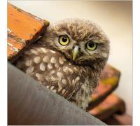 Abacus Cards General Male/Female Blank/Birthday Card - Little Owl Bird - Eco-Friendly & Recyclable - From the BBC Springwatch Range