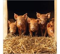 Abacus Cards General Male/Female Blank/Birthday Card - 'Tamworth Piglets' - Eco-Friendly & Recyclable - From the BBC Countryfile Range