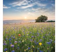 Abacus Cards General Male/Female Blank/Birthday Card - Wildflower Meadow, Somerset - Eco-Friendly & Recyclable - From the BBC Countryfile Range
