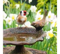 Abacus Cards - Goldfinch Photographic Greetings Card from the Nature Tales range, Blank Inside