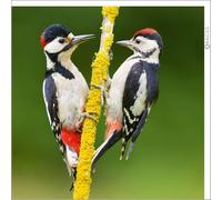 Abacus Cards - Great Spotted Woodpecker Greeting Card from the Nature Tales range, Blank Inside