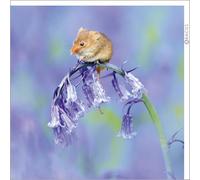 Abacus Cards - Harvest House Greeting Card from the Nature Tales range, Blank Inside